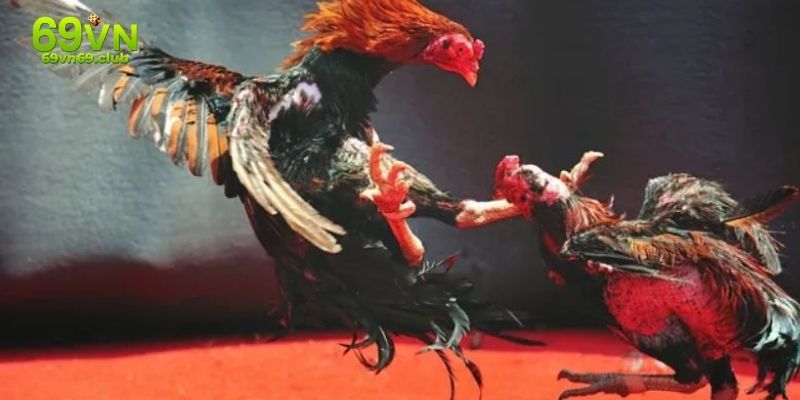 Đá gà Thomo cược cựa dao