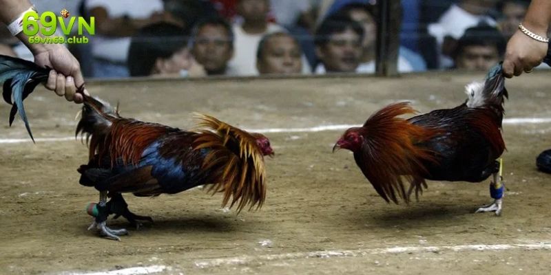 Quy định tham gia đá gà Thomo